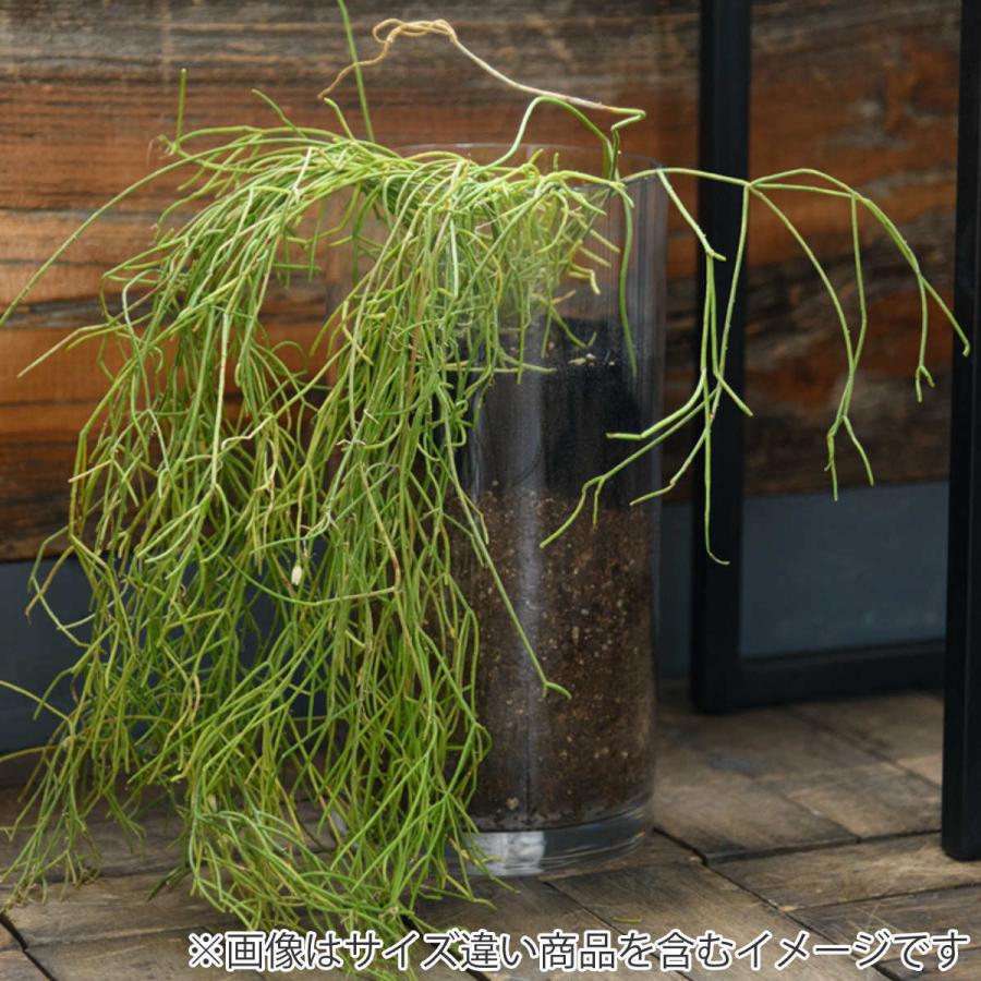 花瓶 割れないガラス PVシリンダー 直径10×高さ15cm （ 花びん 花器 シリンダー フラワーベース 透明 割れない ベース フラワー 花 飾る ）｜livingut｜16