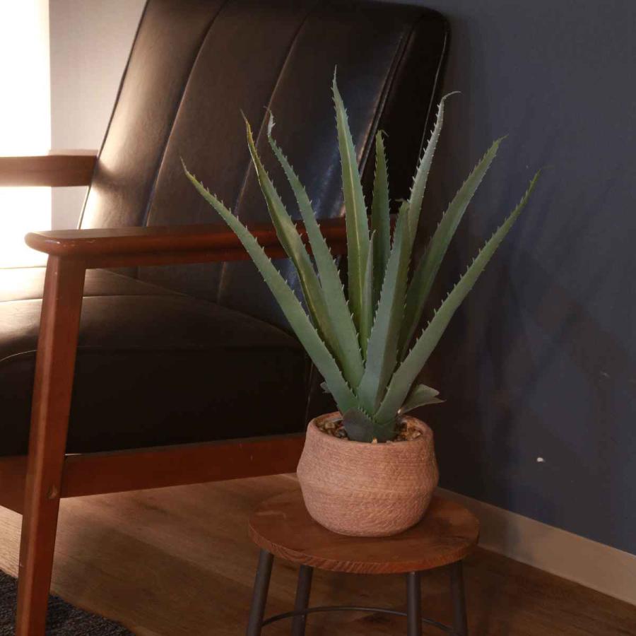 ランダム1鉢 カット】アエオ「グリーンローズ」 6㌢鉢 大小有り 傷有り