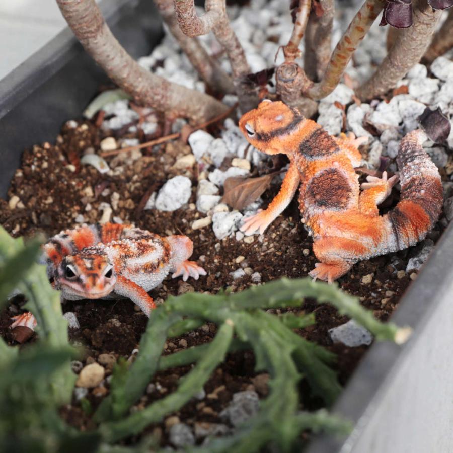 magnet オブジェ REPTILES MAG ニシアフリカトカゲモドキ （ クリップ