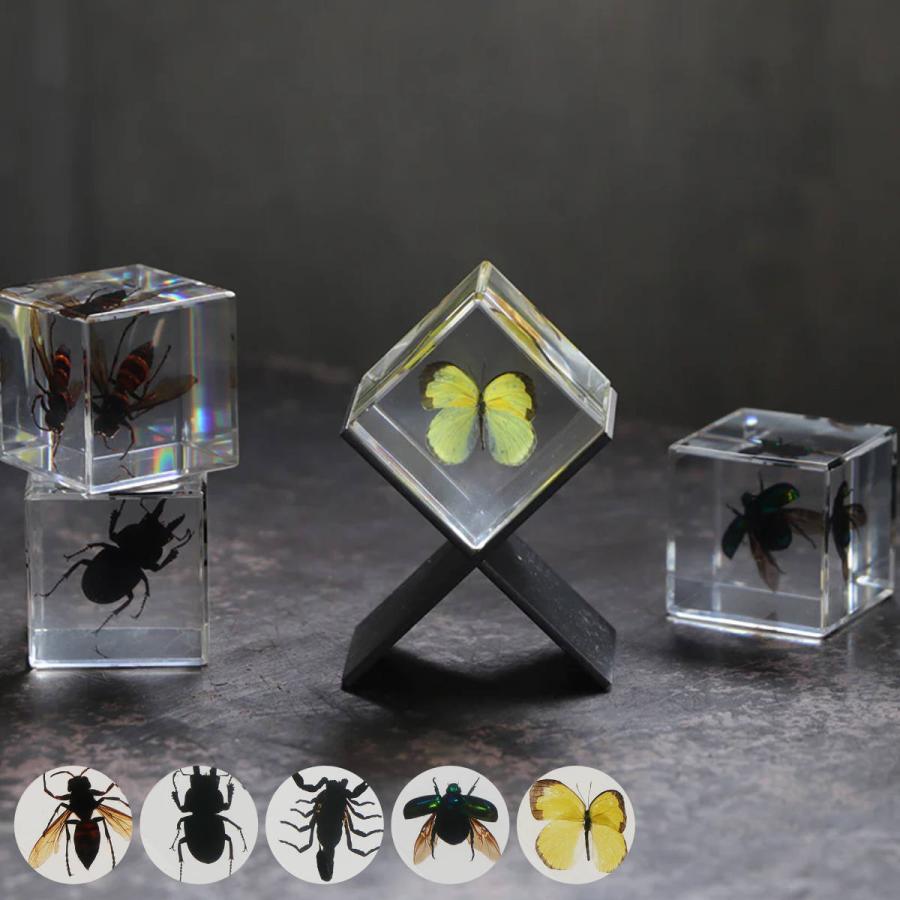 magnet ペーパーウェイト Casimir 昆虫標本 ガラス ( 昆虫 標本 magnet ペーパーウェイト Casimir 昆虫標本 ガラス ( 昆虫 標本