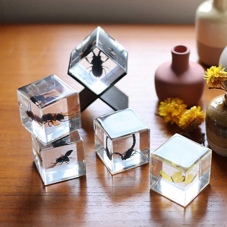 ★天然石と昆虫標本(フィギュア)のコレクション★ 昆虫好き垂涎！】大英自然史博物館が誇る貴重な昆虫標本コレクション