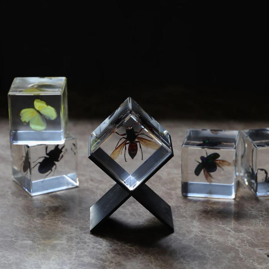magnet ペーパーウェイト Casimir 昆虫標本 ガラス （ 昆虫 標本 虫 