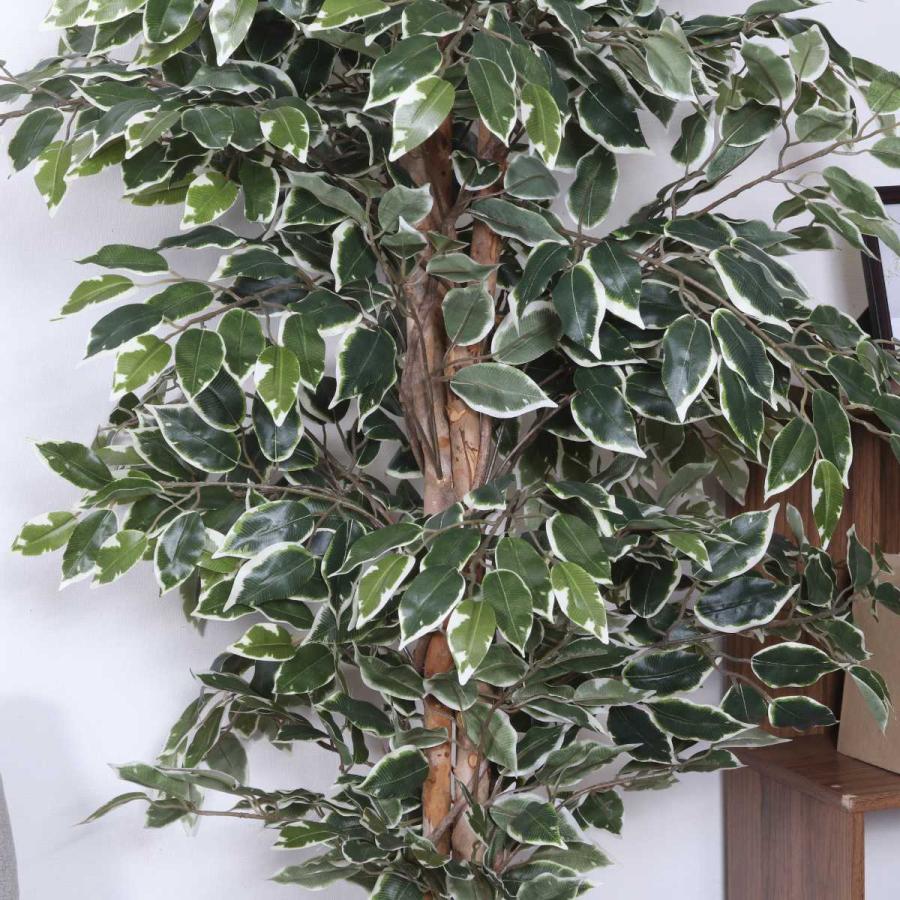 不二貿易（Fuji Boeki） フェイクグリーン フィカス 高さ170cm 斑入り