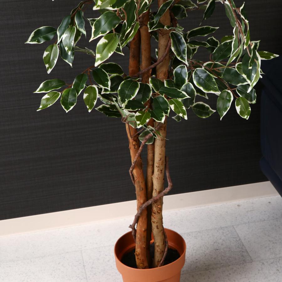 不二貿易（Fuji Boeki） フェイクグリーン フィカス 高さ170cm 斑入り
