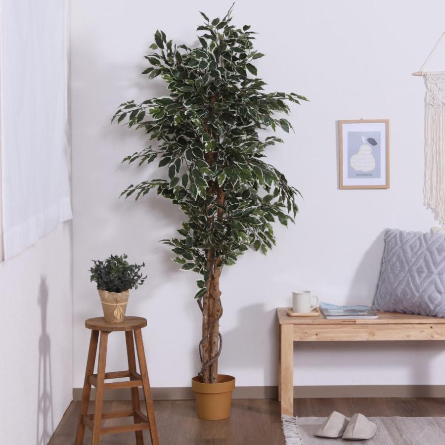 不二貿易（Fuji Boeki） フェイクグリーン フィカス 高さ170cm 斑入り