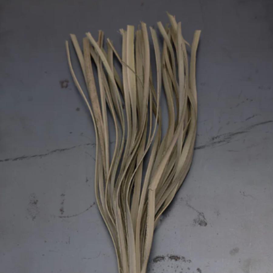 magnet ドライフラワー CASTO PALM LAZER NATURAL （ パーム ヤシ 枝