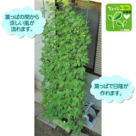 緑のカーテン 吊り下げ 幅80cm×高さ5m （ グリーンカーテン 日よけ