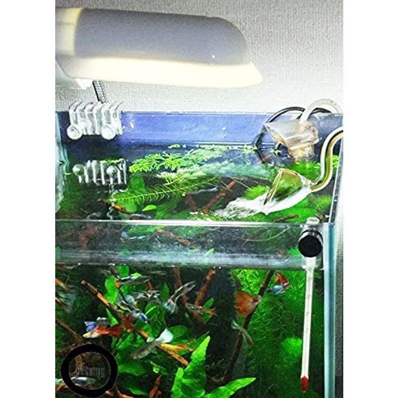 正規店仕入れの Petomy リリィパイプ 熱帯魚 アクアリウム 水草 水槽 油膜取り フィルター ポンプ スキマー 除去 サーフェース クリア ガラス 1 訳ありセール格安 Www Aqtsolutions Com