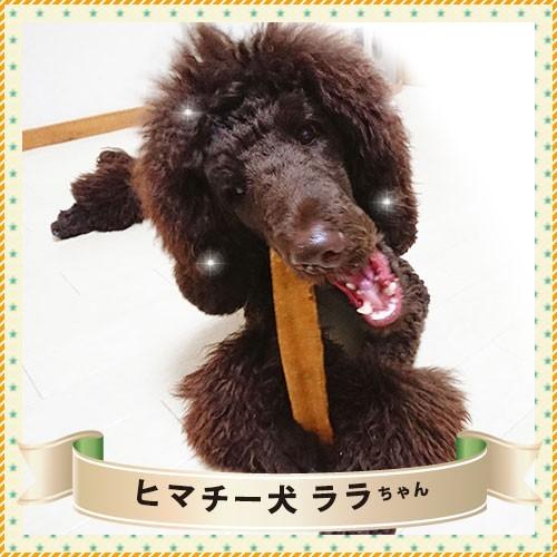 Lサイズ 単品 ヒマラヤチーズ スティック みんな大好きヒマチー Hcs 0030 ロアジスナチュラルpetlife 通販 Yahoo ショッピング