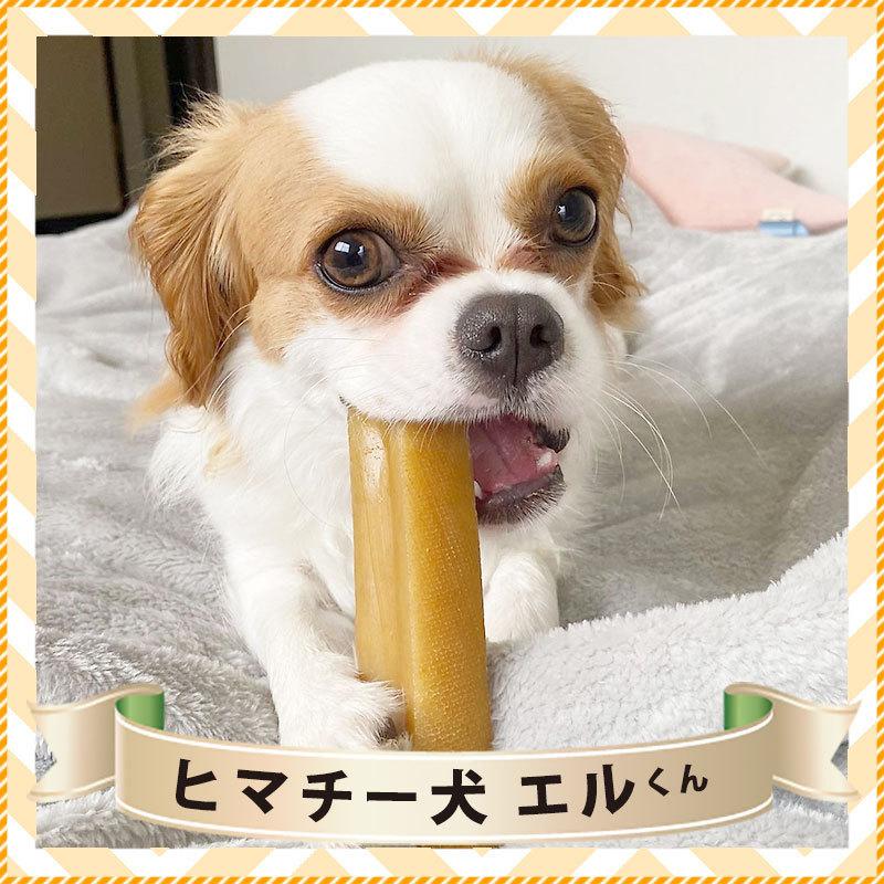 6本 Mサイズ 約70g 正規品ヒマチー セットでお得 ヒマラヤチーズ スティック 商標取得 ペット 犬用おやつ 無添加 ガム 送料無料 ロアジス直営店 Hcs M 6 ロアジスナチュラルpetlife 通販 Yahoo ショッピング