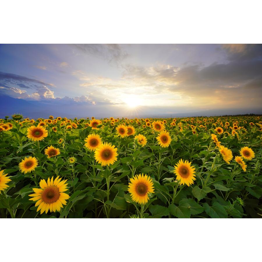 ひまわり ジャパンメディック 【第3類医薬品】「セット販売」「ジャパン