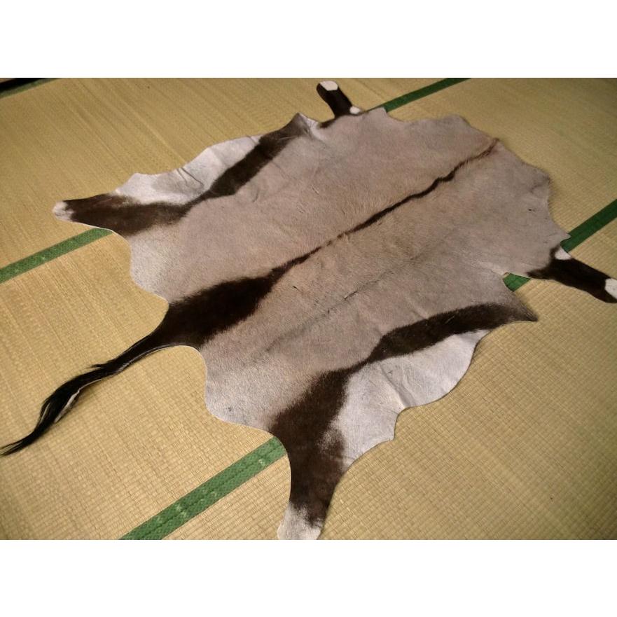 オリックス敷物約195×144cm□毛皮壁掛 オブジェ♯F剥製革