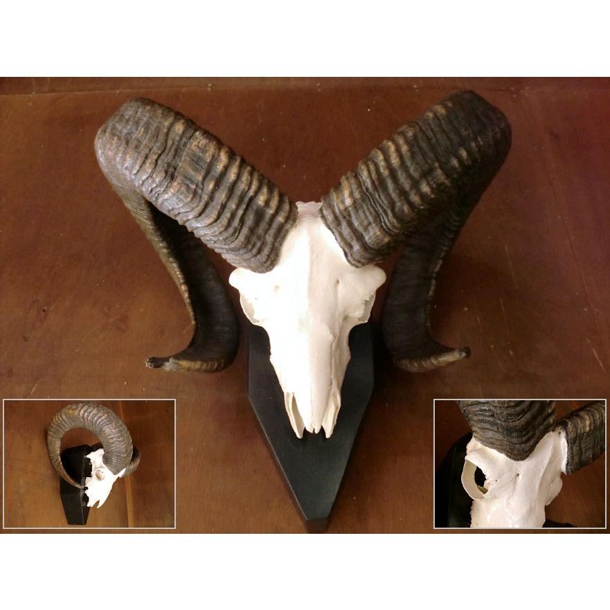 トロフィー/ムフロンスカルホーン/頭♯剥製/骨壁掛羊/マウントシールド