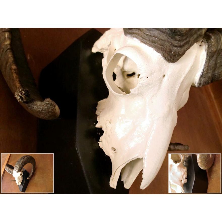 トロフィー/ムフロンスカルホーン/頭♯剥製/骨壁掛羊/マウントシールド