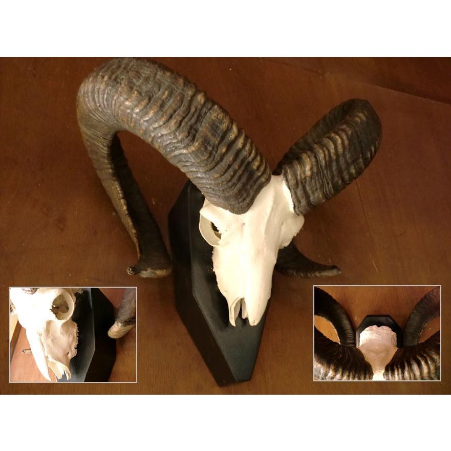 トロフィー/ムフロンスカルホーン/頭♯剥製/骨壁掛羊/マウントシールド