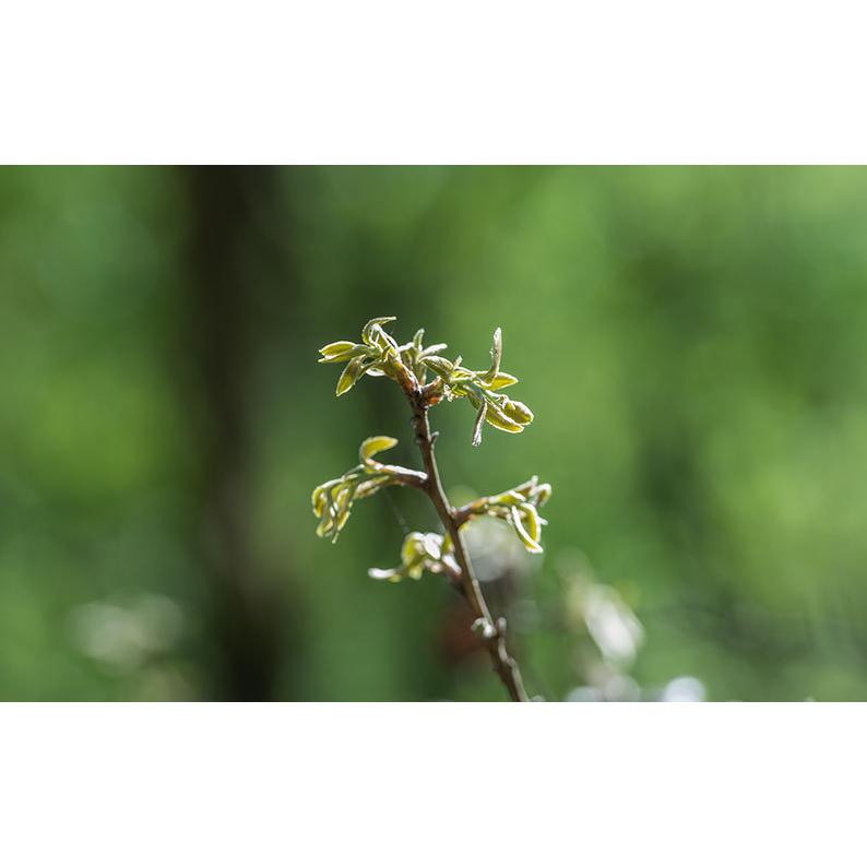 天然　ヒノキのチップ【250ｇ/1袋×2セット入り】初回限定800円→500円！（税別） |  | 10