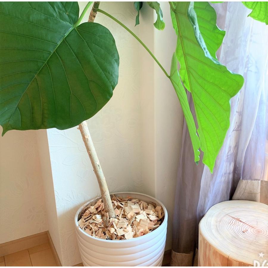 天然　ヒノキのチップ【250ｇ/1袋×2セット入り】初回限定800円→500円！（税別） |  | 07