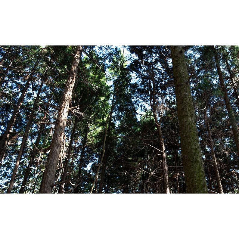 天然　ヒノキのチップ【250ｇ/1袋×2セット入り】初回限定800円→500円！（税別） |  | 09