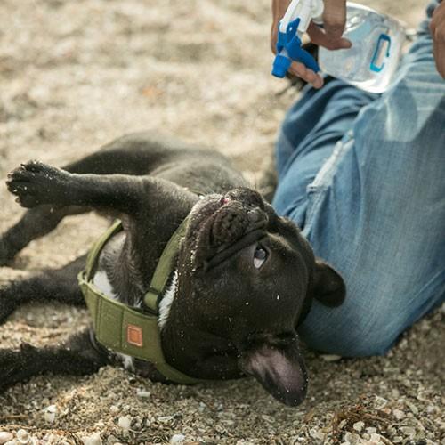 Quchitap クチタプ キリフキクーラー 犬用 Care Quchitap Kfc ロゴスペットサイト 通販 Yahoo ショッピング