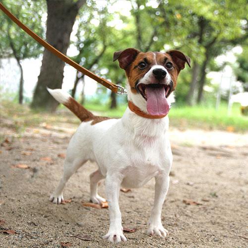 新品【coloco】犬用リード／栃木レザー 18mm 90cm ライトブラウン