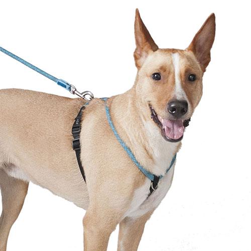 High5dogs H5d レジャーコレクション ロープウォーカーハーネス ブルー 犬用 Sサイズ Outing H5d ロゴスペットサイト 通販 Yahoo ショッピング