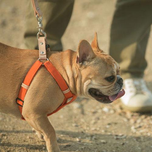 QUCHITAP（クチタプ） CEBONNERコレクション ハーネス(胴輪) 犬用 セ