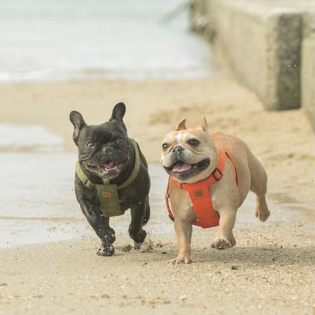 QUCHITAP（クチタプ） CEBONNERコレクション ハーネス(胴輪) 犬用 セ