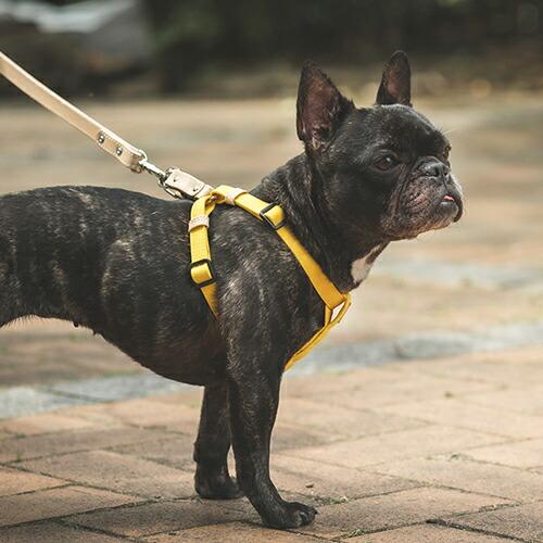QUCHITAP（クチタプ） CEBONNERコレクション ハーネス(胴輪) 犬用 セ