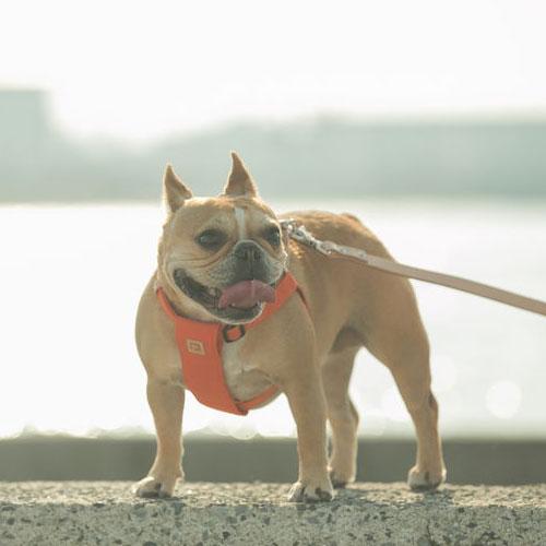 QUCHITAP（クチタプ） CEBONNERコレクション ハーネス(胴輪) 犬用 セ