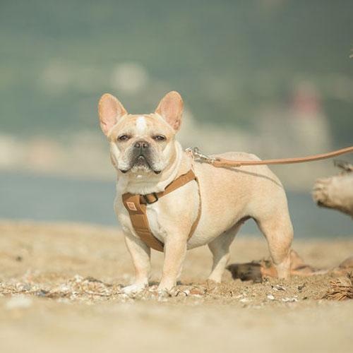QUCHITAP（クチタプ） CEBONNERコレクション ハーネス(胴輪) 犬用 セ