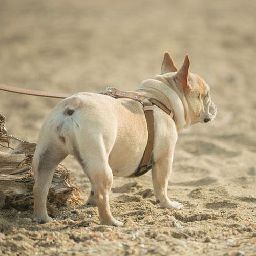 QUCHITAP（クチタプ） CEBONNERコレクション ハーネス(胴輪) 犬用 セ