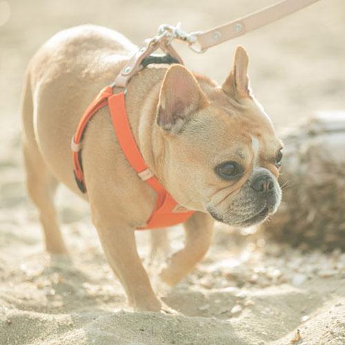 QUCHITAP（クチタプ） CEBONNERコレクション ハーネス(胴輪) 犬用 セ