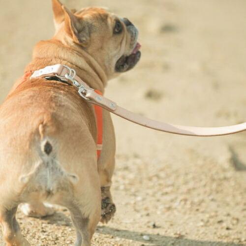 美品■QUDHITAP■ハーネス＆リード■クチタプ QUCHITAP（クチタプ）セボナーコレクション ハーネス ミニ – Dog Life