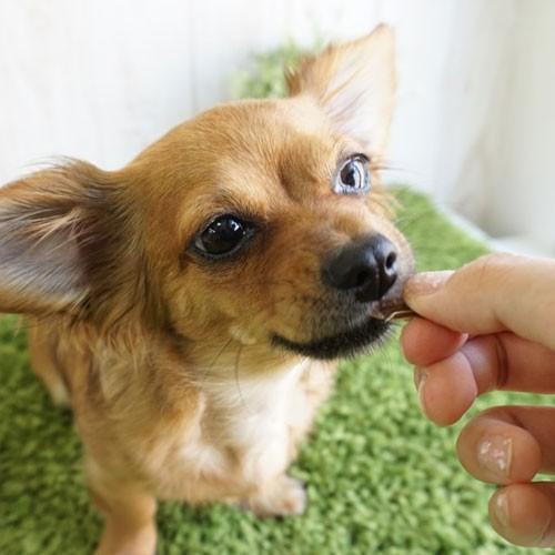 正規輸入品 Fish4dogs フィッシュ4ドッグ Calamari Rings イカリング 犬用 75g Trt Fish4 Cr 75g ロゴスペットサイト 通販 Yahoo ショッピング