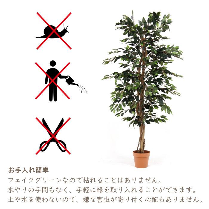 観葉植物 フィカス 1124 A 完成品 オフィスやご自宅に 水やり