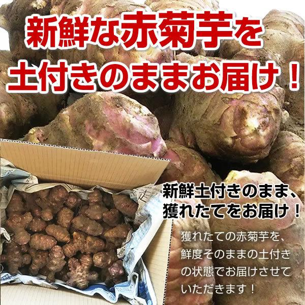 【感謝セール期間限定ｐ5倍】赤菊芋 お試し 約1kg 群馬県産 土付き 菊芋 生 キクイモ 国産 イヌリン  きくいも 送料無料※北海道・九州・離島+100円、沖縄+200円｜lohas-food｜02