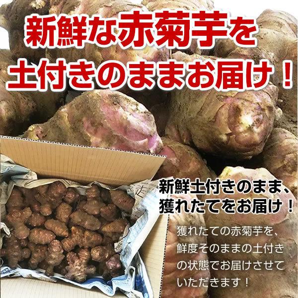 赤菊芋 約5kg 群馬県産 土付き 菊芋 生菊芋 キクイモ 国産 イヌリン