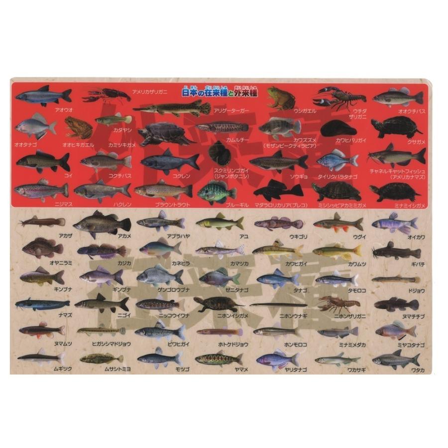 下敷き 日本の在来種と外来種下敷き 魚 ザ アクセス 図鑑 文房具 雑貨 マニアック プレゼント おもしろグッズ ギフト 小学生 面白い ユニーク 自由研究 ロハスショップ ヤフー店 通販 Yahoo ショッピング