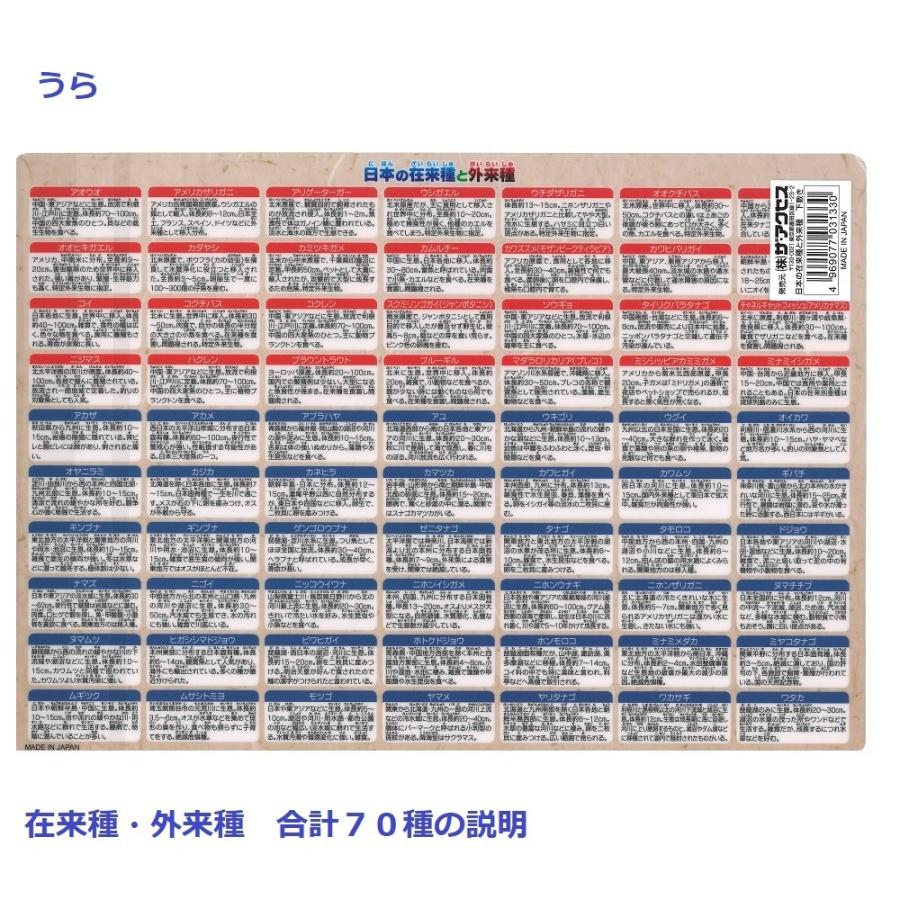 下敷き 日本の在来種と外来種下敷き 魚 ザ・アクセス　A4 図鑑 文房具 雑貨 マニアック プレゼント おもしろグッズ ギフト 小学生 面白い ユニーク 自由研究｜lohasshop-y｜03