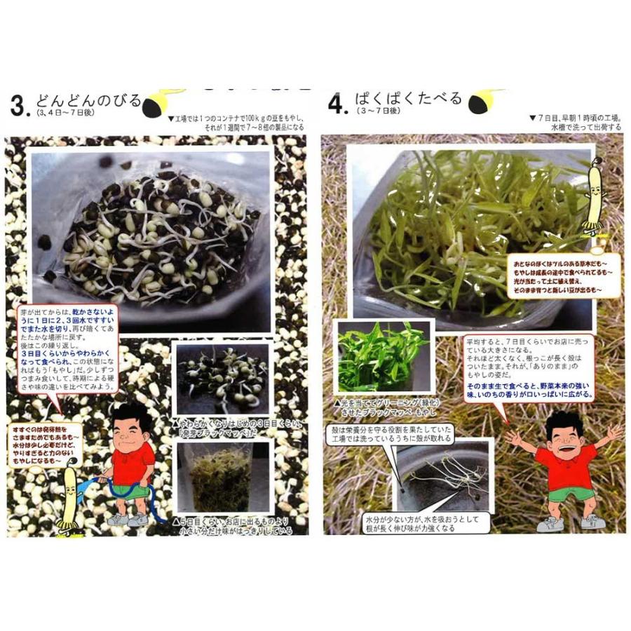 送料無料 ありのままのもやし栽培キット もやし 自由研究 家庭