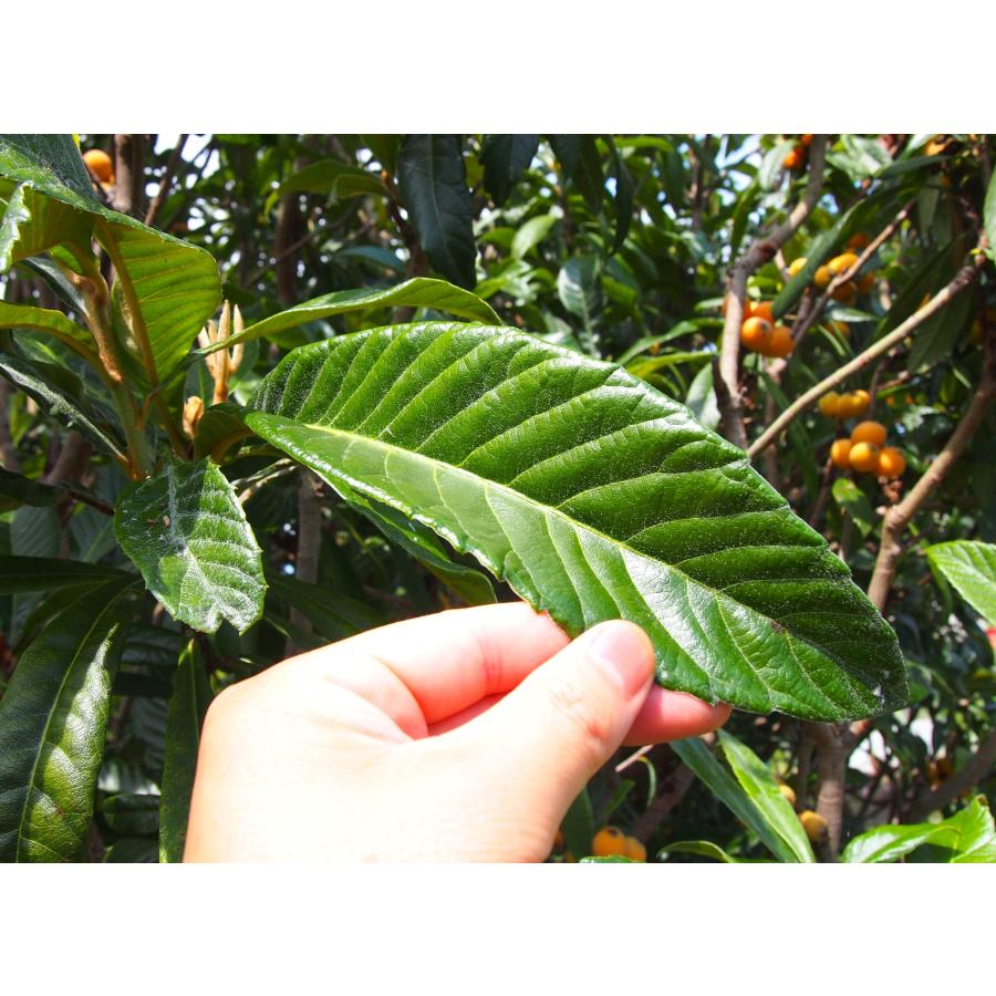 LONG−LIFE びわの葉エキス 9ヶ月以上抽出 2度漬け