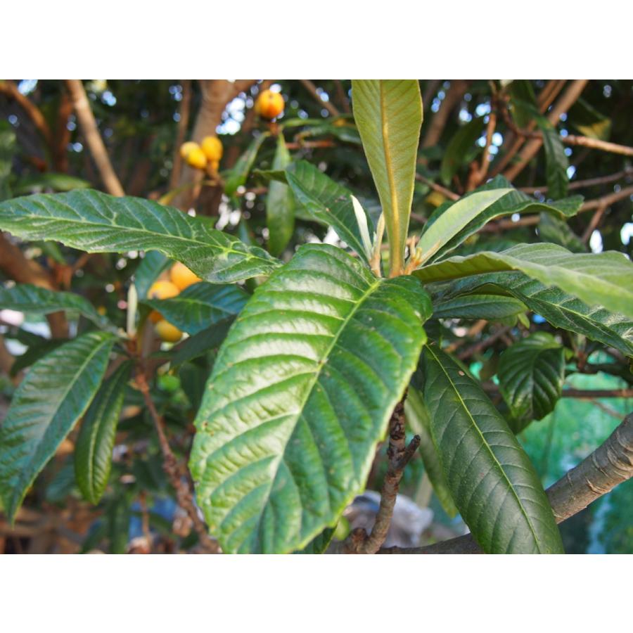 びわの葉 30枚入り 生葉 無農薬 愛知県産 収穫して即日発送