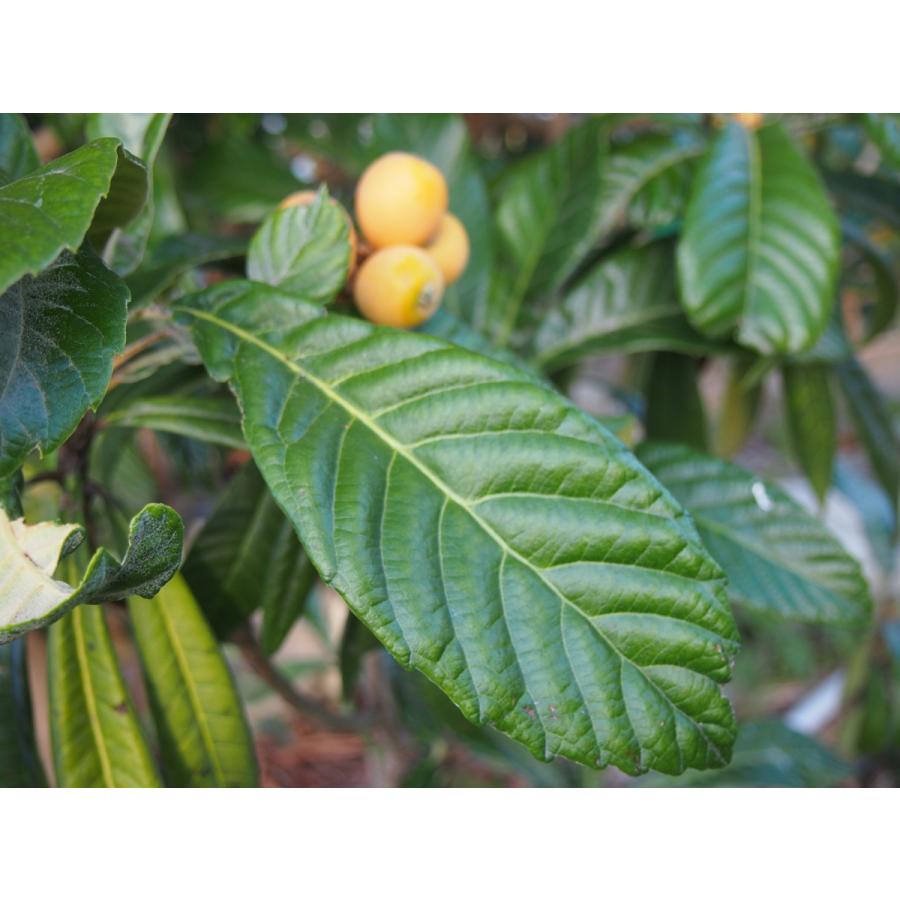 びわの葉 30枚入り 生葉 無農薬 愛知県産 収穫して即日発送