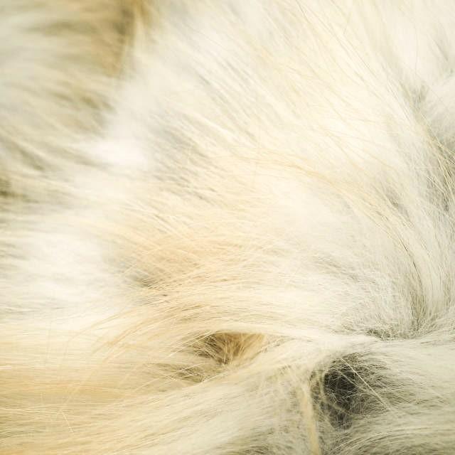 新品 The FRANKLIN TAILORED フランクリンテーラード ラクーンファーマフラー BROWN g024052 |  | 04