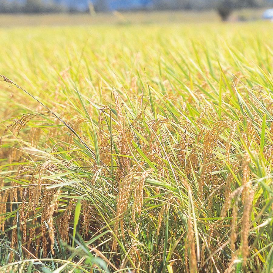 秋田県産 あきたこまち 計7kg (5kg×1・2kg×1) お米 おこめ 精米 白米｜lots-store｜03