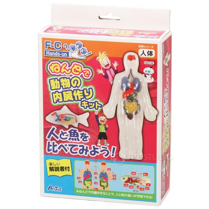 実験 工作道具 動物の内臓作りキット 人と魚を比べてみよう アーテック Atc ルーペスタジオ 通販 Yahoo ショッピング