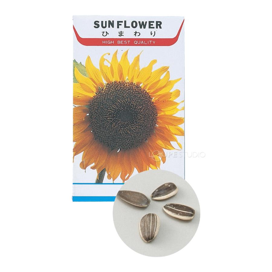 花の種 ヒマワリ ひまわり 向日葵 種子 栽培 ガーデニング 学習教材
