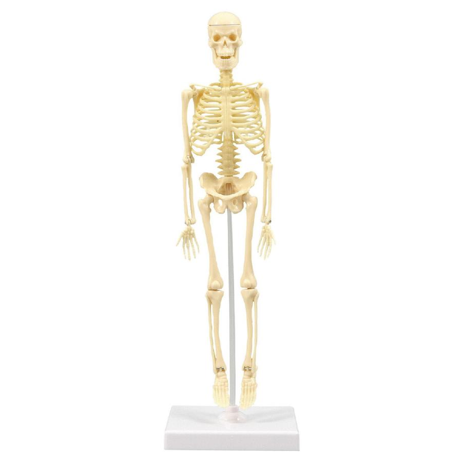 人体骨格模型 30cm 模型 からだ 理科 キッズ 小学生 おすすめ 学校 備品 おもちゃ 最安値 知育玩具 教材 自由研究 室内