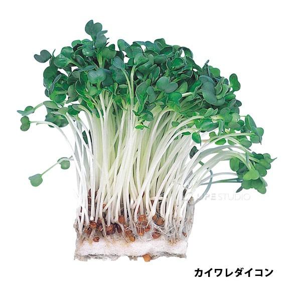 水耕栽培ユニット ブロッコリースプラウト育成 栽培キット 家庭菜園 野菜 ガーデニング 栽培セット キッズ 子供 小学生 種子 理科教材 学校 自由研 Atc 058 ルーペスタジオ 通販 Yahoo ショッピング