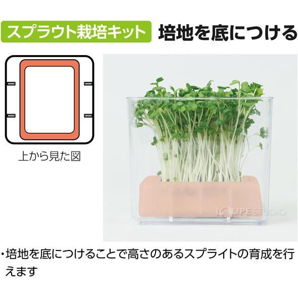 水耕栽培ユニット ブロッコリースプラウト育成 栽培キット 家庭菜園 野菜 ガーデニング 栽培セット キッズ 子供 小学生 種子 理科教材 学校 自由研 Atc 058 ルーペスタジオ 通販 Yahoo ショッピング